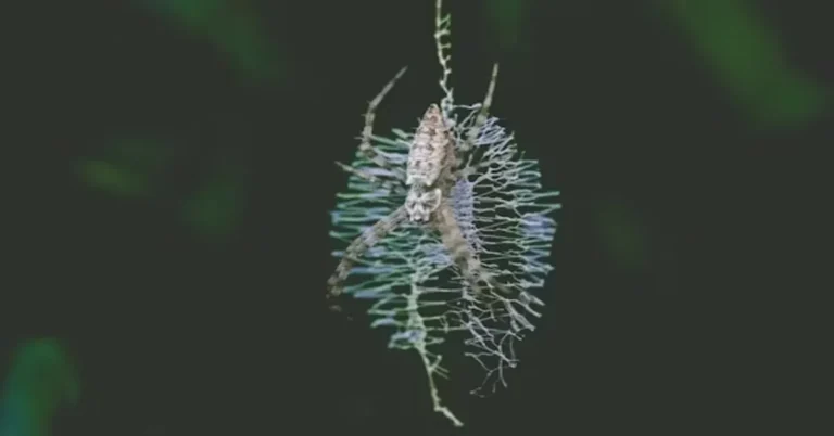 Emfyteymata