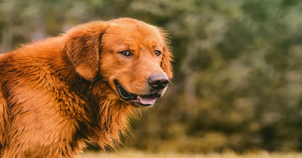 Red Golden Retriever